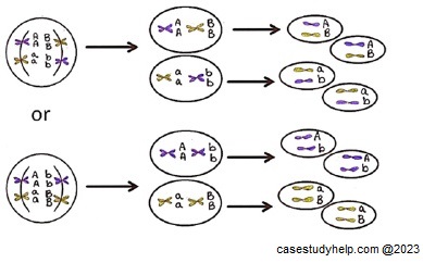 which method of genetic recombination is illustrated in the diagram?